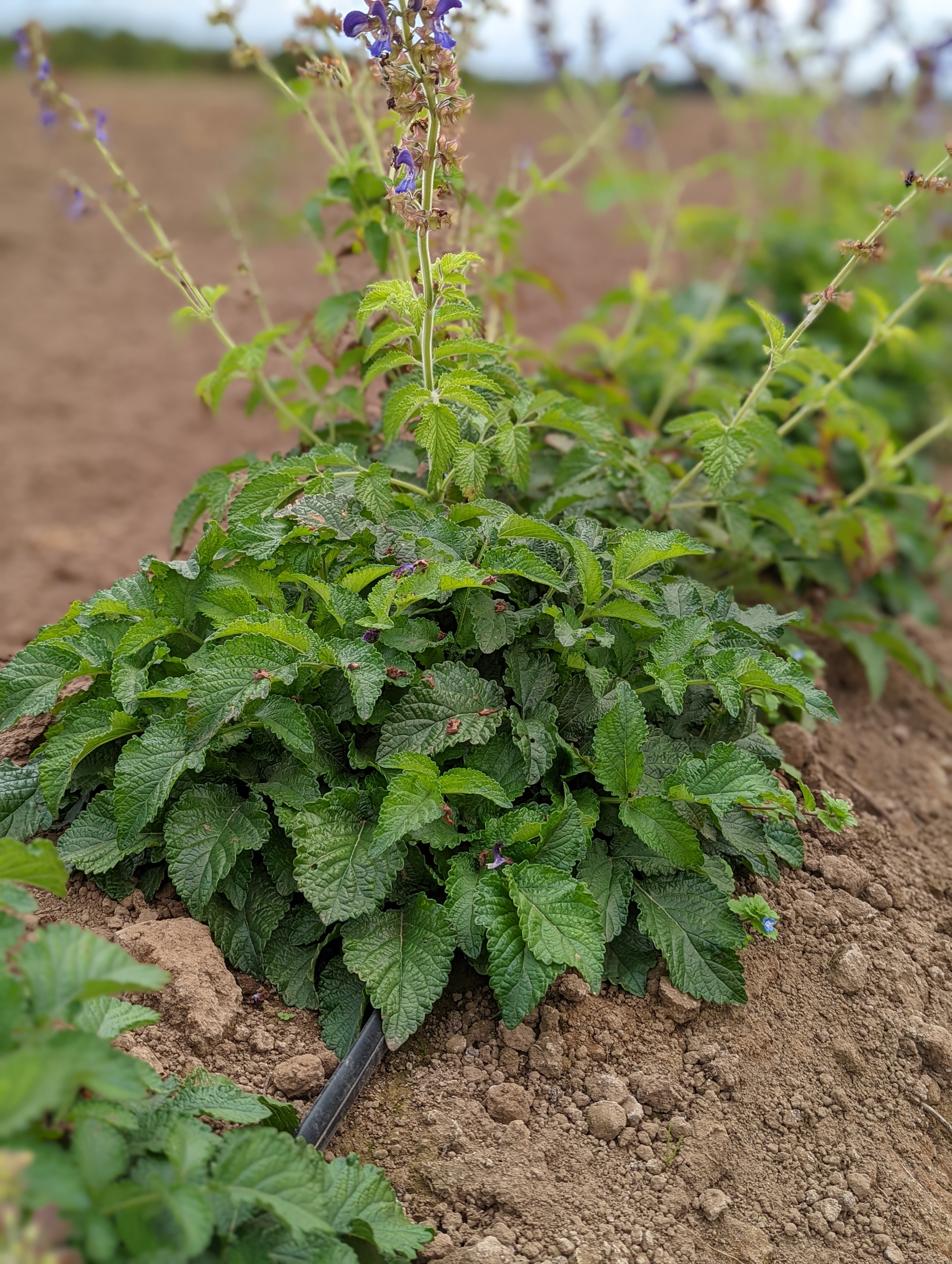 Red sage with drip irrigation at the NWREC demonstration garden.